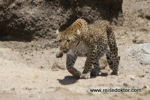 Leopard in Kenia