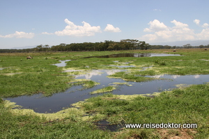 Kenia Nationalpark Nakuru