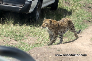 Leopard auf Beutezug