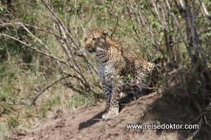 Leopard, Masai Mara, Kenia