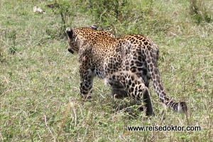 Leoparden in Kenia