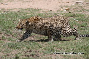 Leoparden in der Masai Mara, Kenia