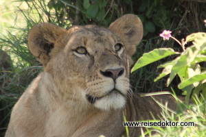 Löwe, Lake Nakuru Nationalpark, Kenia