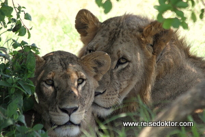 Löwen in Kenia