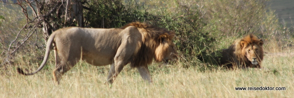 Löwen in Kenia