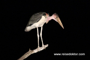 Marabu in Kenia bei Nacht