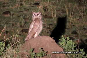 Milchuhu bei einer Nachtsafari in Kenia