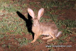 Hase bei der Nachtsafari