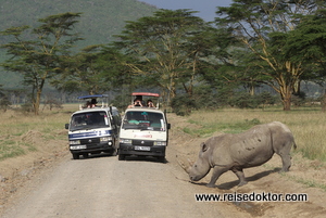 Nashorn in Kenia