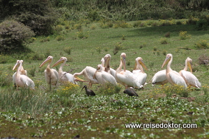 Pelikane am Lake Naivasha