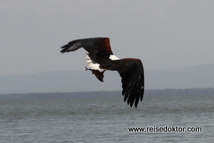 Schreiseeadler Lake Naivasha