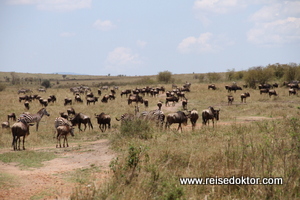 Tierwanderung in der Masai Mara