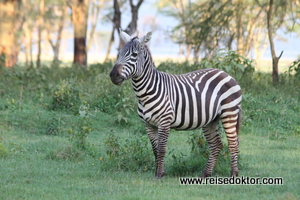 Zebra in Kenia
