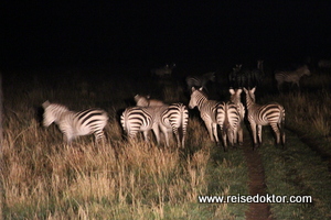 Zebras Nachtsafari