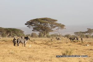 Amboseli Nationalpark, Kenia, Zebras