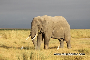 Amboseli Nationalpark, Heimat von über 1000 Elefanten