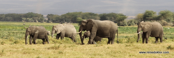 Elefantenherde im Amboseli Nationalpark, Kenia