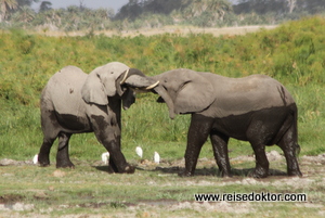 Elefantenpaar Amboseli Nationalpark, Kenia