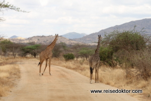 Giraffen im Tsavo West Nationalpark, Kenia