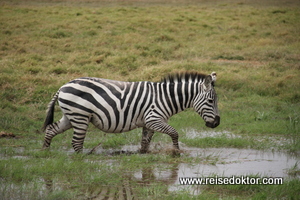 Zebra Amboseli Nationalpark, Kenia