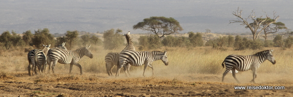 Zebraherde in Kenia