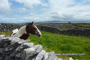 Pferd auf Inisheer, Irland