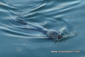 Seal, Hafen von Howth