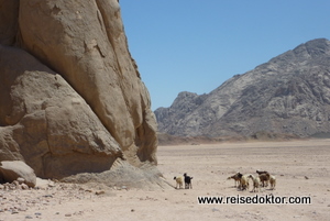 Ziegen in der Wüste, Hurghada