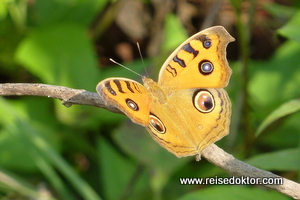Schmetterling im Chitwan Nationalpark