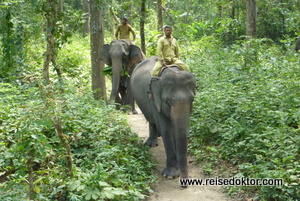 Elefanten im Chitwan Nationalpark