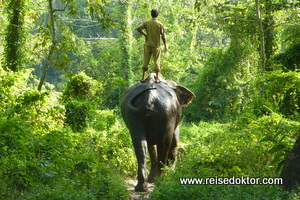 Elefanten im Chitwan Nationalpark