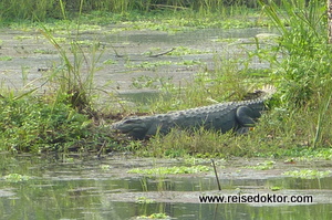 Krokodil in Nepal (Chitwan Nationalpark)