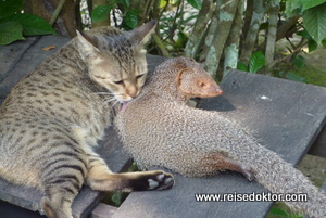 Mungo und Katze in der Chitwan Jungle Lodge