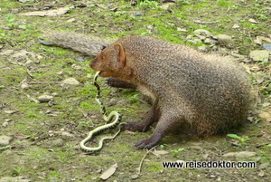 Mungo und Schlange im Chitwan Nationalpark