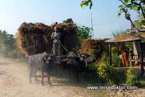 Ochsengespann in Nepal