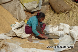 Reistrocknung in Nepal