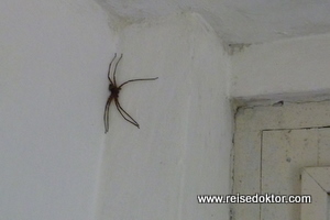 Spinne in der Chitwan Lodge