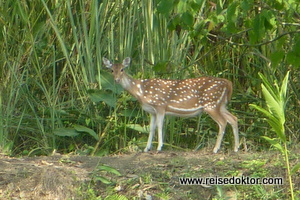 Tiere im Chitwan Nationalpark