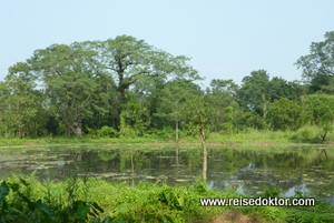 Wasserstelle im Chitwan Nationalpark