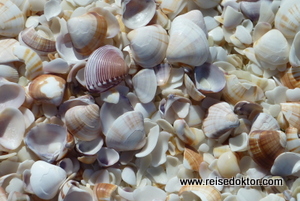 Isla Margarita, Muschelstrand