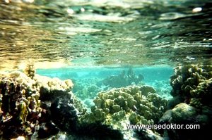 Tauchen auf Bonaire