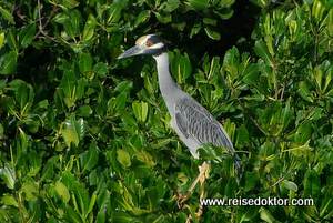 Vogelparadies La Restinga, Isla Margarita