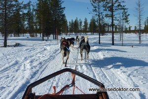 Finnland: Hundeschlitten Husky