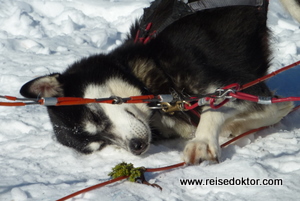 Huskies Hundeschlitten Finnland