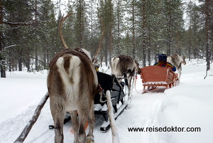 Kakslauttanen Rentier Schlittenfahrt