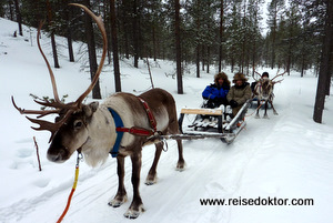 Rentierschlitten in Finnland