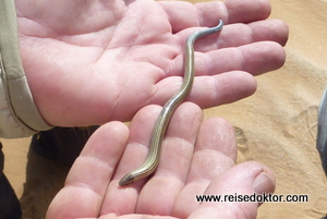 Blindschleiche Namibia