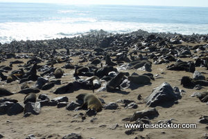 Cape Cross - Robben