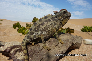 Chamaeleon Namibia