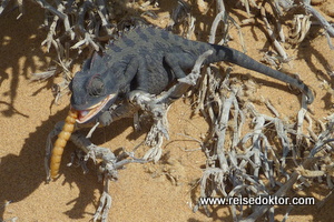 Chameleon Namibia